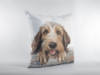 P-8784-petit basset griffon vendeen